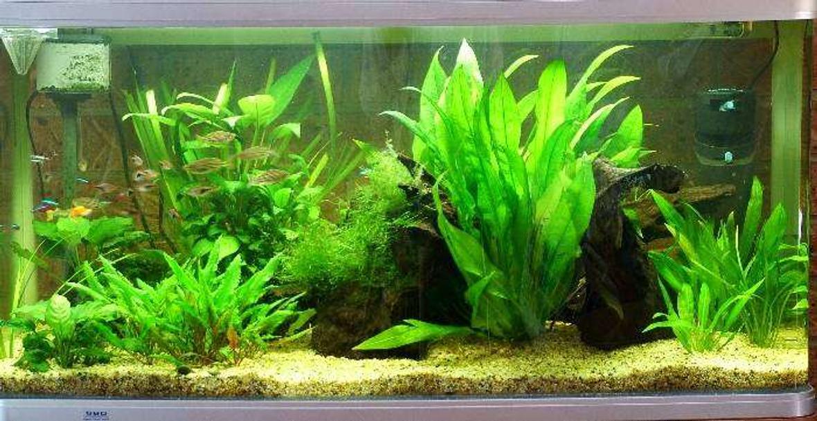 57 gallons planted tank (mostly live plants and fish) - This is the latest picture of my tank. It has just undergone a pruning and the removal of a sword that was getting a little to large.