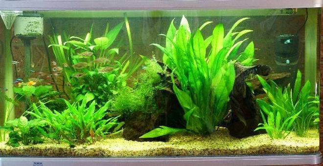57 gallons planted tank (mostly live plants and fish) - This is the latest picture of my tank. It has just undergone a pruning and the removal of a sword that was getting a little to large.