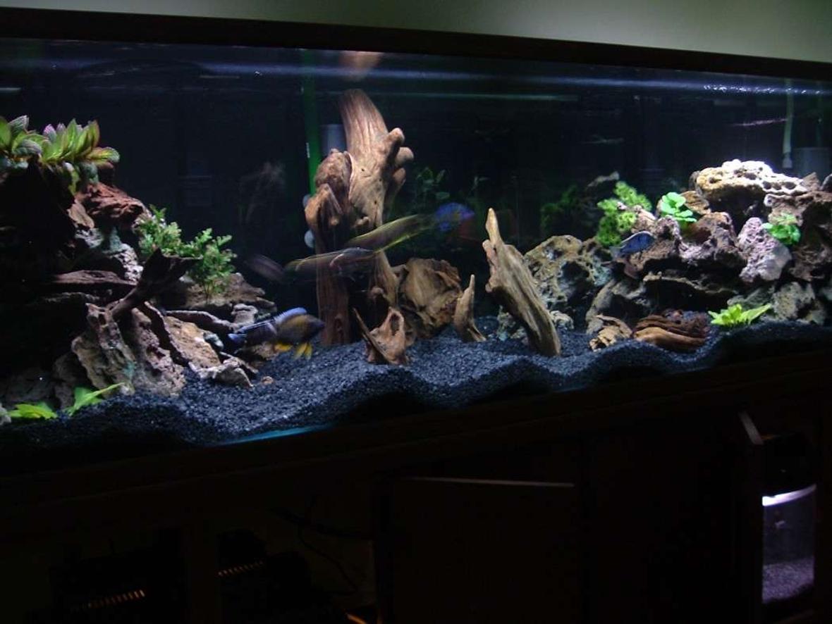 210 gallons freshwater fish tank (mostly fish and non-living decorations) - 210g Oceanic