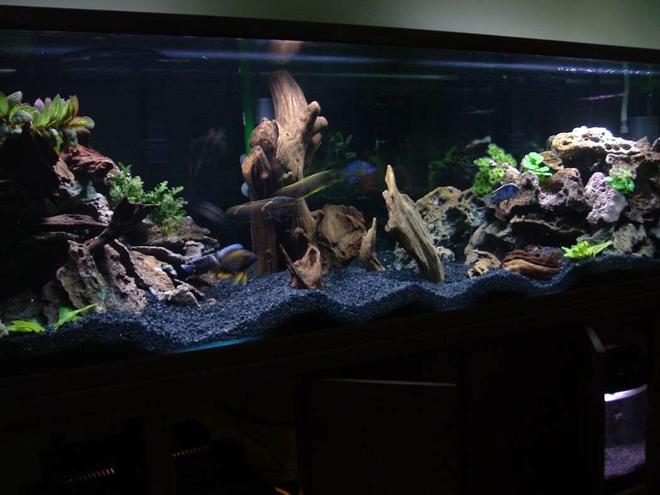 210 gallons freshwater fish tank (mostly fish and non-living decorations) - 210g Oceanic