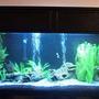 125 gallons freshwater fish tank (mostly fish and non-living decorations) - 72" x 18" x 24" ; Coralife lighting system, Canister Filter plus 1 Emperor 400; 2 PowerHeads attached to undergravel Filtration System; 2 x 150W Heaters Pacu, Bala Sharks, a very large Pleco, and some mollies for space fillers