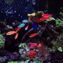 saltwater fish - pseudanthias dispar - dispar anthias stocking in 150 gallons tank - School of Dispar Anthias