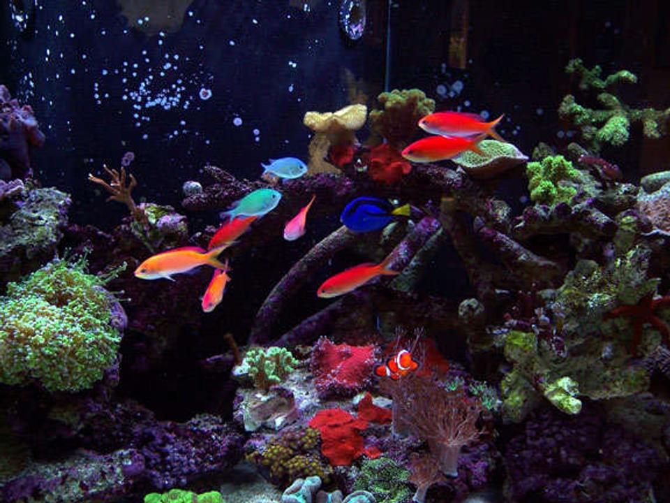 saltwater fish - pseudanthias dispar - dispar anthias stocking in 150 gallons tank - School of Dispar Anthias