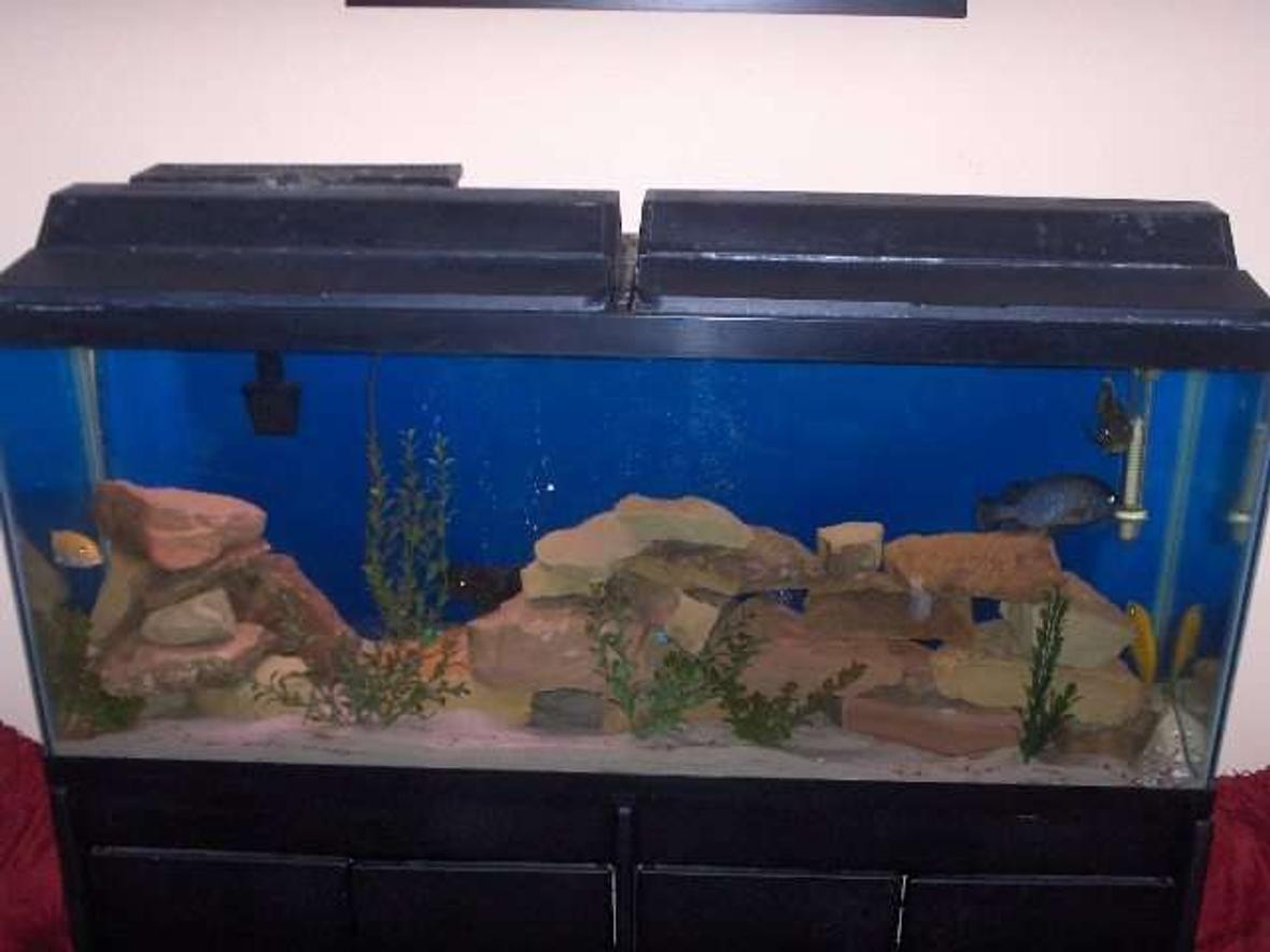 55 gallons freshwater fish tank (mostly fish and non-living decorations) - 55G