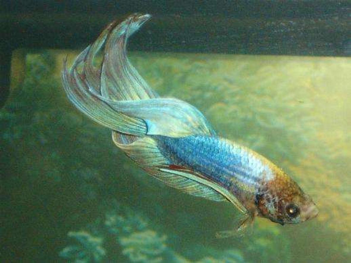 freshwater fish - betta splendens - betta - male stocking in 110 gallons tank - furious siemese 2
