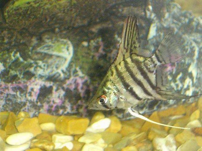freshwater fish - pterophyllum sp. - silver zebra angel stocking in 110 gallons tank - the zebra angel baby