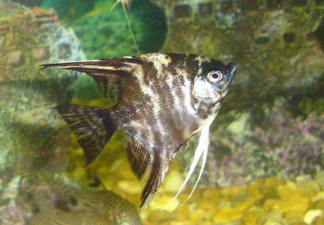 freshwater fish - pterophyllum scalare - marble veil angel stocking in 110 gallons tank - the marble effect