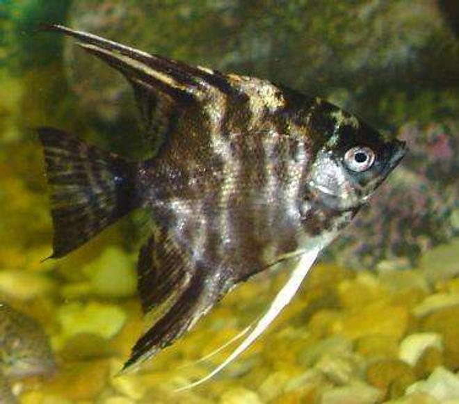 freshwater fish - pterophyllum sp. - marble veil angel stocking in 110 gallons tank - the marble effect 2