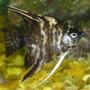 freshwater fish - pterophyllum sp. - marble veil angel stocking in 110 gallons tank - the marble effect 2