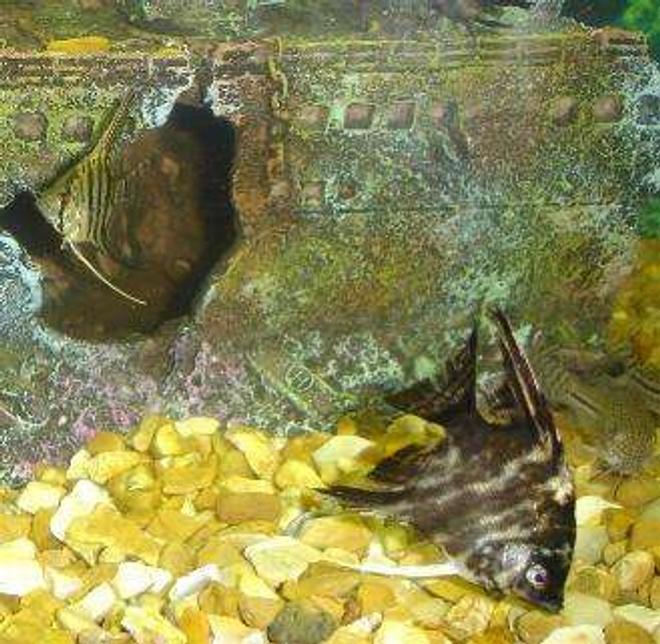 freshwater fish - pterophyllum sp. - silver zebra angel stocking in 110 gallons tank - the angels together