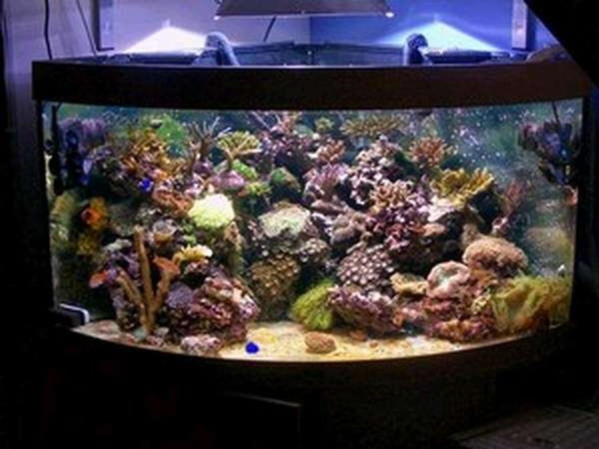Rated #57: 100 Gallons Reef Tank - reef tank