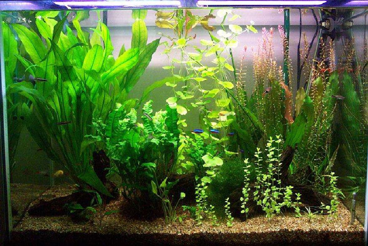 65 gallons planted tank (mostly live plants and fish) - Taken in Jan 2006