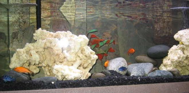 32767 gallons freshwater fish tank (mostly fish and non-living decorations) - Mixed Mbuna, Slate Tile background