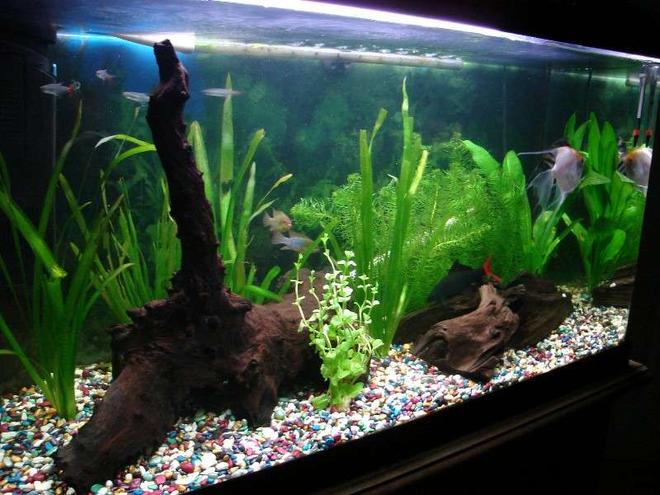 33 gallons planted tank (mostly live plants and fish) - 126  litre tank