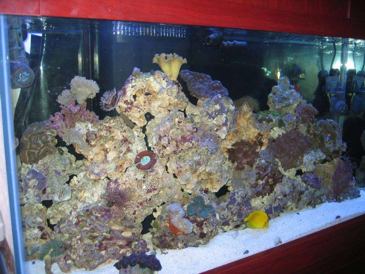 90 gallons reef tank (mostly live coral and fish) - 90 gallon reef tank, clam, mimic tank yellow leather, torch coral, clown fishes, coral beauty, fairywrasse, filiment wrasse, sand sifting gobey, scooter blenny,fox coral, dented brain, zoanthid colony, gorgonian fan, green clove polyp, feather dusters.