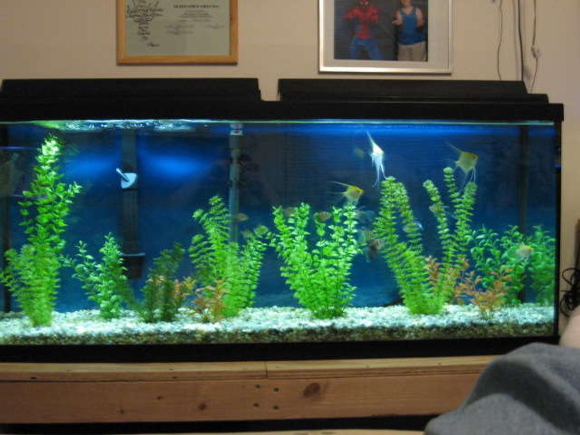 55 gallons freshwater fish tank (mostly fish and non-living decorations) - Here is my 55 gallon tank, it has 10 black widow tetras. 4 angelfish, and 1 common pleco. I have a Penquin Bio-wheel 350 filter and 200 watt marineland heater.