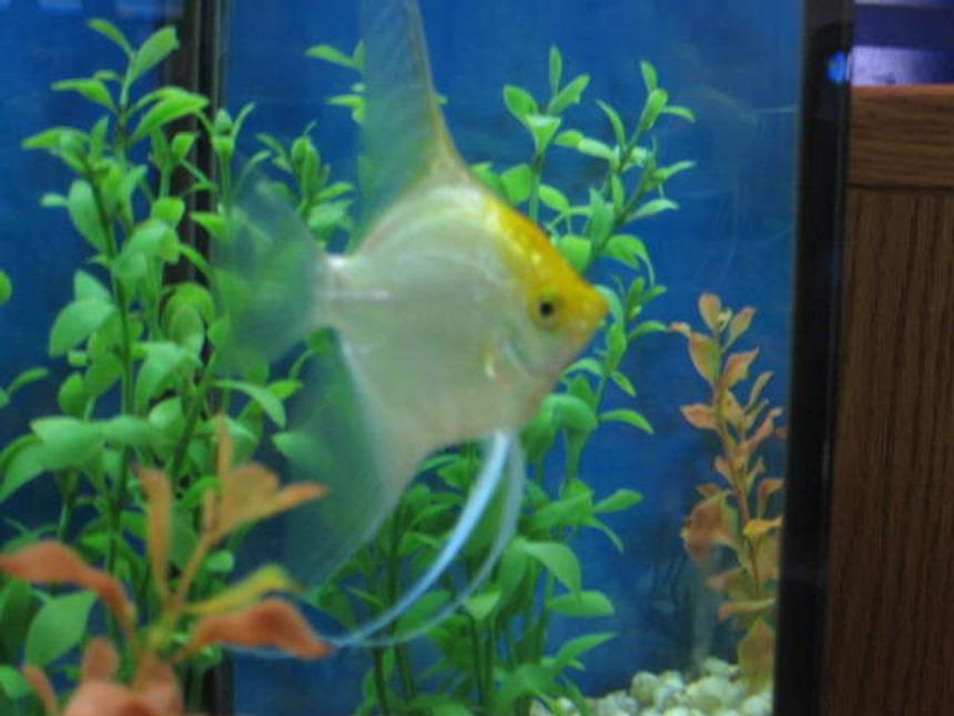 Rated #1765: Freshwater Fish - Pterophyllum Sp. - White Blushing Angel Stocking In 55 Gallons Tank - My biggest Angelfish in my 55 gallon tank