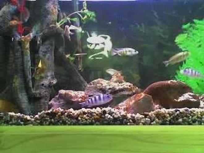 freshwater fish tank (mostly fish and non-living decorations) - My 2ft tank. This was taken when i first set it up.