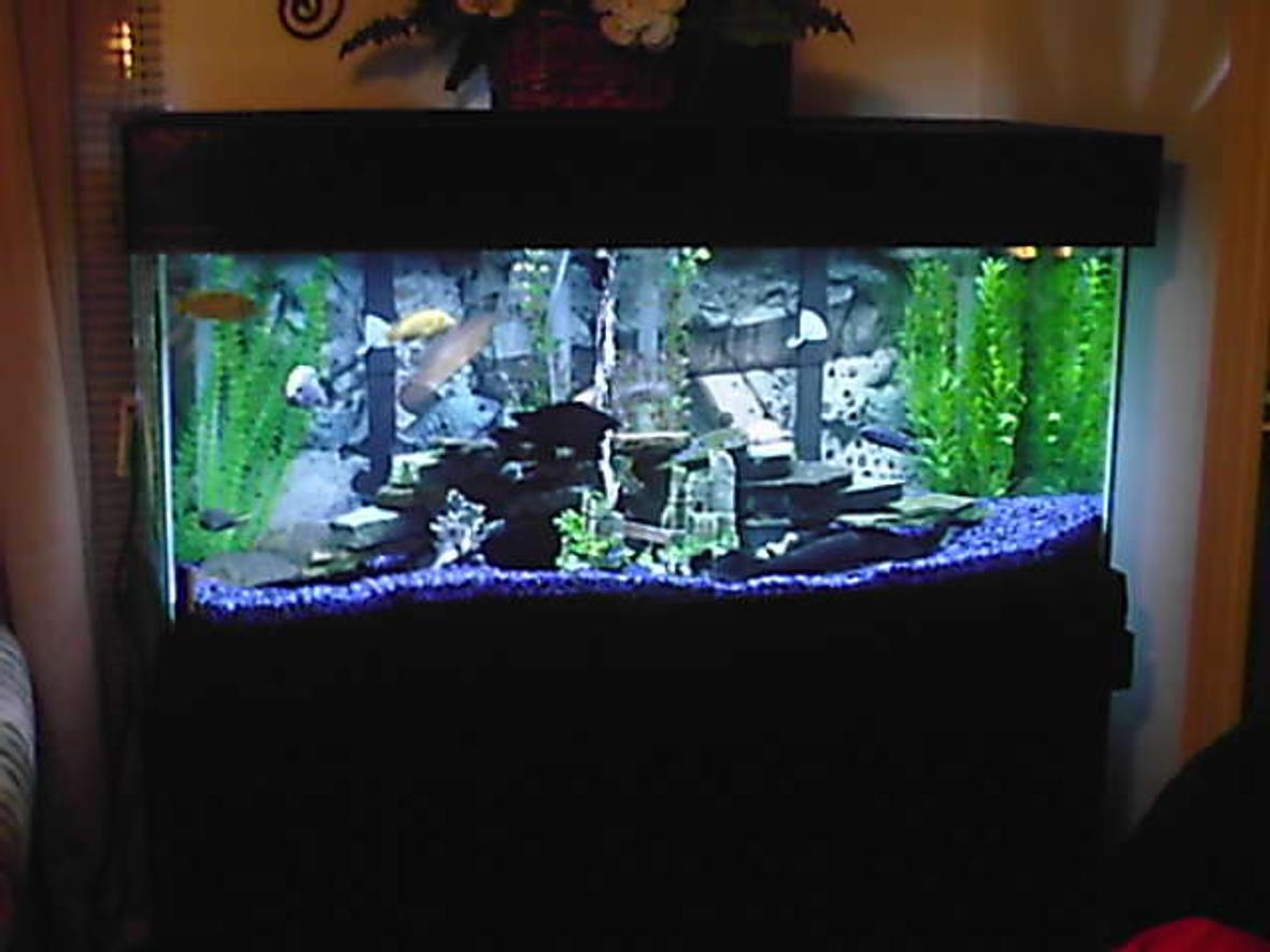 75 gallons freshwater fish tank (mostly fish and non-living decorations) - .