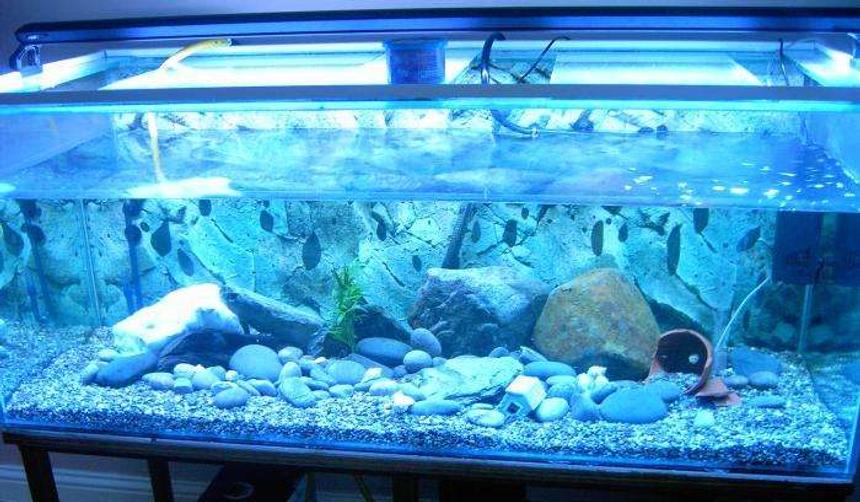 Rated #427: 140 Gallons Freshwater Fish Tank - malawi setup, hasnt got any fish in there just yet, but they should come in soon, ive used 3 filters (one external, one internal and a air pump). theres only one heater. 
ive used large and small rocks for the decor.  should hopefully be adding more rocks, bogwood and plants 
at the moment, its housing 4 plecs and 2 guppys just to get the water ok for the malawis. the guppys unexpectadly had babies!
