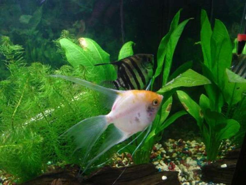 Rated #1584: Freshwater Fish - Pterophyllum Sp. - White Blushing Angel Stocking In 33 Gallons Tank - My Angels!