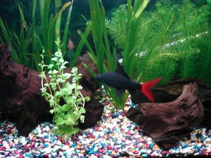 33 gallons planted tank (mostly live plants and fish) - Red Tailed Shark!!