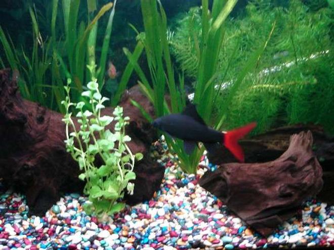 33 gallons planted tank (mostly live plants and fish) - Red Tailed Shark!!