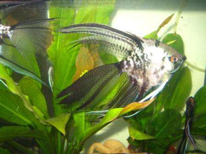 freshwater fish - pterophyllum scalare - assorted veil angel stocking in 70 gallons tank - angel voile