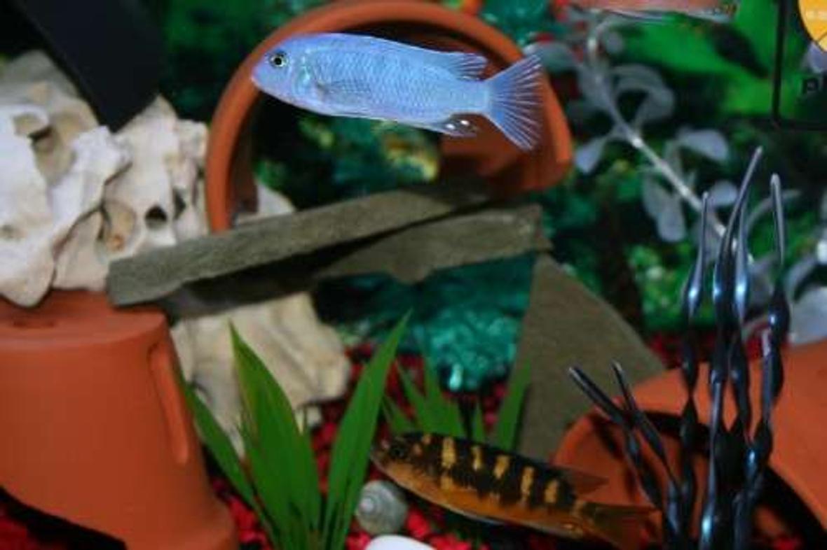 freshwater fish - maylandia callainos - blue cobalt cichlid stocking in 75 gallons tank - 1 Colbolt Blue African Cichlid 1 Bumblebee African Cichlid