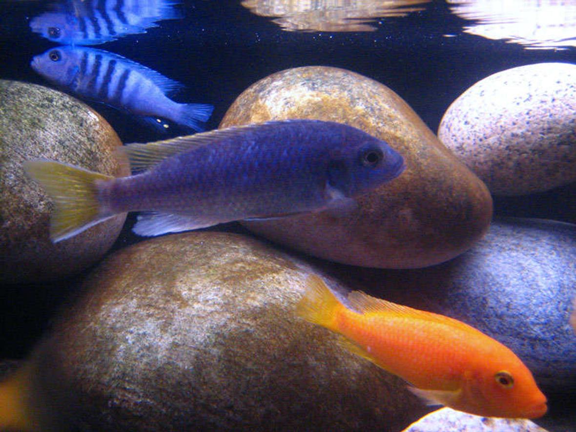 freshwater fish - pseudotropheus acei - acei cichlid stocking in 40 gallons tank - Malawi Mbunas Pseudotropheus Acei (F) 4" Pseudotropheus sp. "Kingsizei" (M) 3.5" Metriaclima Estherae (F) 4"