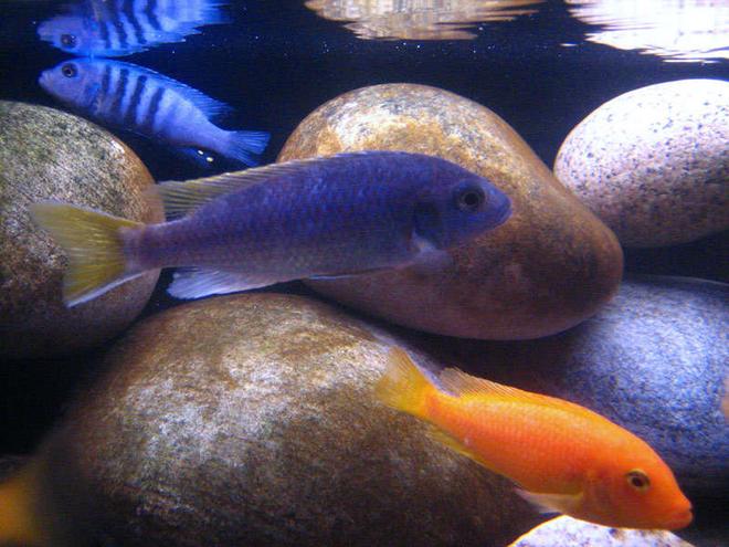 freshwater fish - pseudotropheus acei - acei cichlid stocking in 40 gallons tank - Malawi Mbunas
Pseudotropheus Acei (F) 4" 
Pseudotropheus sp. "Kingsizei" (M) 3.5" Metriaclima Estherae (F) 4"