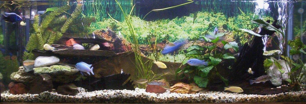 planted tank (mostly live plants and fish) - 4ft cichlid tank. Electric yellows. Electric blues. Psuedotropeus Colainos. Lombardoi. Phytophagus. Synodontis Multipuncatis. Ancistrus dolichopterus. Barbs. PLANTS: Val Anubias bateri Anubias hybrid