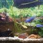 planted tank (mostly live plants and fish) - 4ft cichlid tank. Electric yellows. Electric blues. Psuedotropeus Colainos. Lombardoi. Phytophagus. Synodontis Multipuncatis. Ancistrus dolichopterus. Barbs. PLANTS: Val Anubias bateri Anubias hybrid