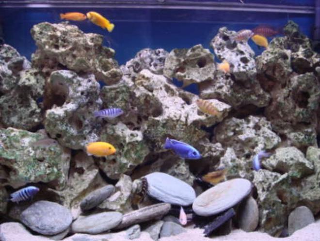 30 gallons freshwater fish tank (mostly fish and non-living decorations) - My 48" Malawi Cichlid tank, going for 4 months now.  What a great hobby!