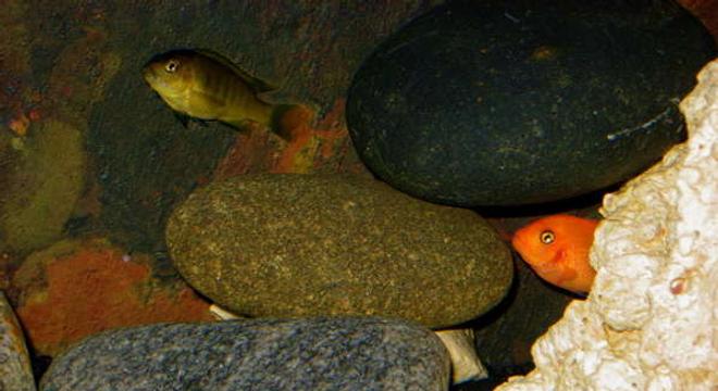 freshwater fish - pseudotropheus estherae - red zebra cichlid stocking in 32767 gallons tank - Mbuna Cichlid Aquarium