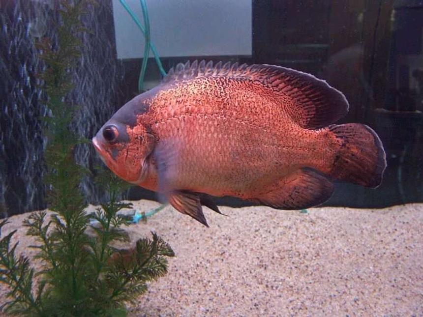 Rated #66: Freshwater Fish - Astronotus Ocellatus - Red Oscar Stocking In 33 Gallons Tank - large oscars
