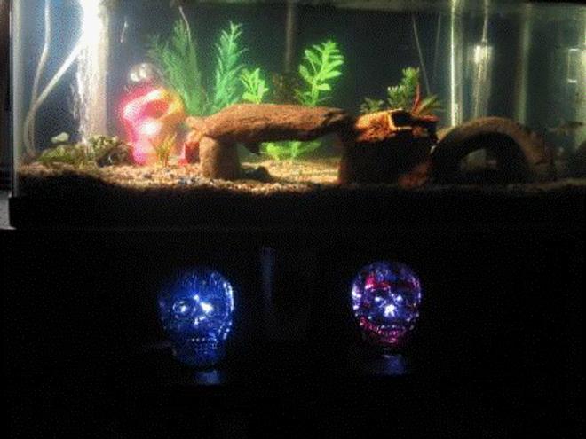 55 gallons freshwater fish tank (mostly fish and non-living decorations) - TANK SET UP NO. 02