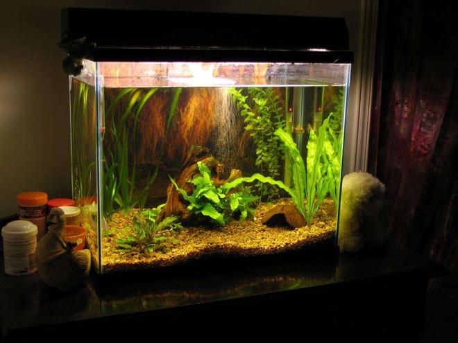 50 gallons planted tank (mostly live plants and fish) - 15 gallon tank