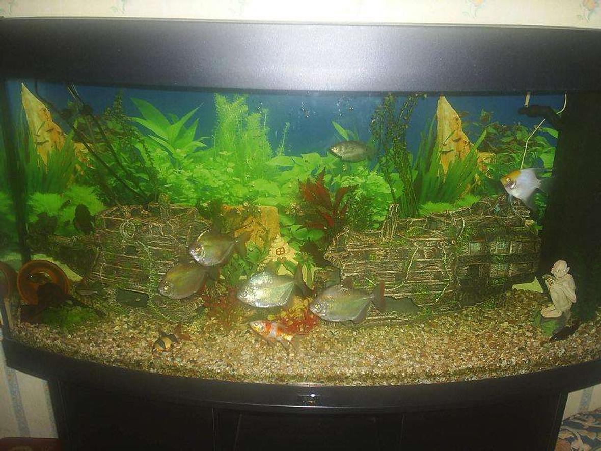 59 gallons freshwater fish tank (mostly fish and non-living decorations) - My Community Tank !