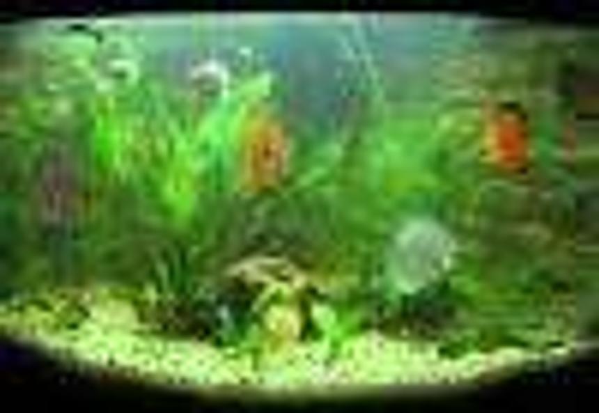 Rated #232: 40 Gallons Planted Tank