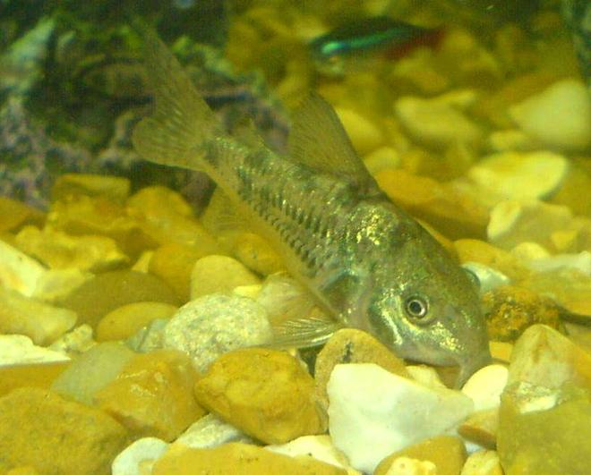 freshwater fish - corydoras paleatus - peppered cory cat stocking in 110 gallons tank - the cat