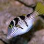 saltwater fish - canthigaster valentini - saddle valentini puffer stocking in 150 gallons tank - Valentinni's sharpnose puffer