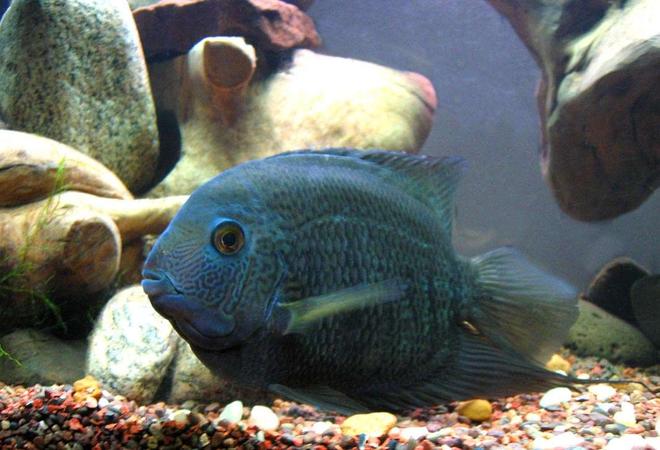 freshwater fish - heros serverus - green severum stocking in 55 gallons tank - Green Severum - He just will not stop growing!
In his new 75 gallon home.