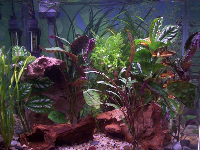 20 gallons planted tank (mostly live plants and fish) - my 1st tank