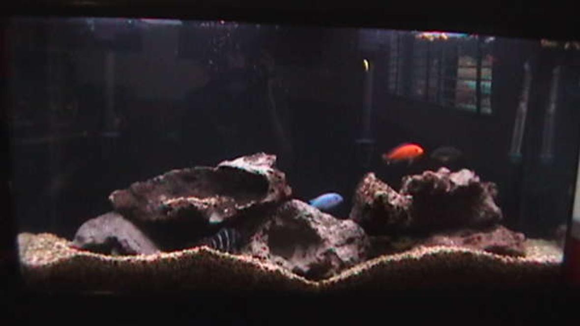 45 gallons freshwater fish tank (mostly fish and non-living decorations) - 45 Gallon African Cichlid Aquarium
