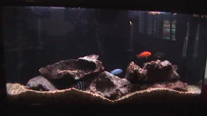 45 gallons freshwater fish tank (mostly fish and non-living decorations) - 45 Gallon African Cichlid Aquarium
