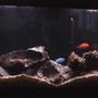 45 gallons freshwater fish tank (mostly fish and non-living decorations) - 45 Gallon African Cichlid Aquarium