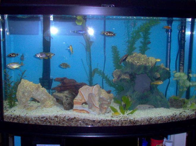 46 gallons freshwater fish tank (mostly fish and non-living decorations) - so here's my 46 gallon bow mixed african tank.