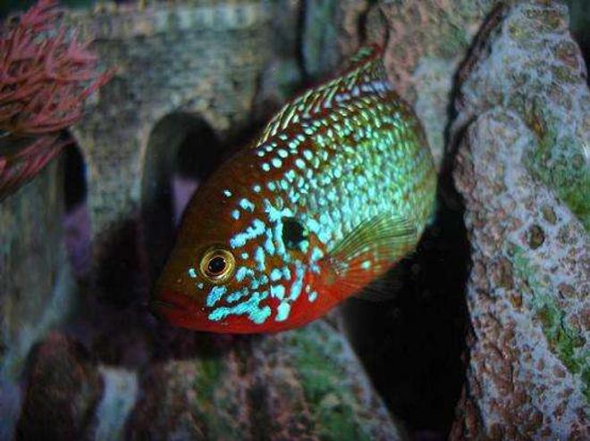 freshwater fish - hemichromis bimaculatus - jewel cichlid stocking in 55 gallons tank - This is one of my male Jewels!