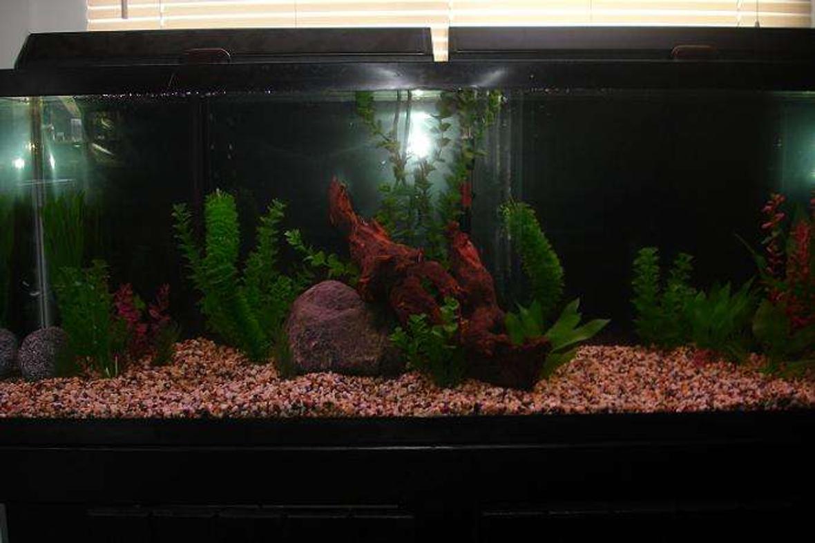 55 gallons freshwater fish tank (mostly fish and non-living decorations) - My 55 gallon tank before having fish in it.